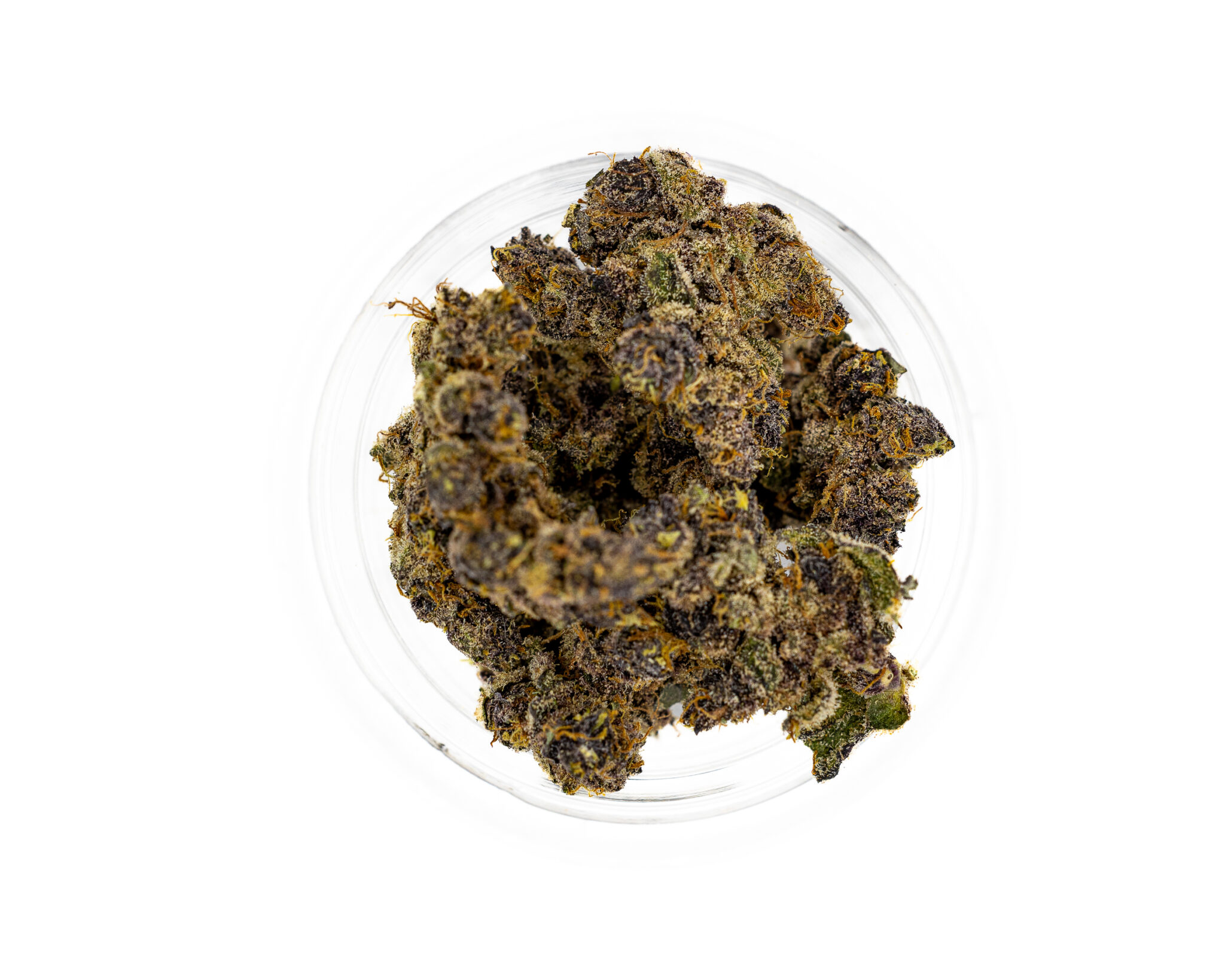 JACKFLASH-IN-HOUSE-FLOWER-3.5-PURPLE-SPACE-TROT-S4