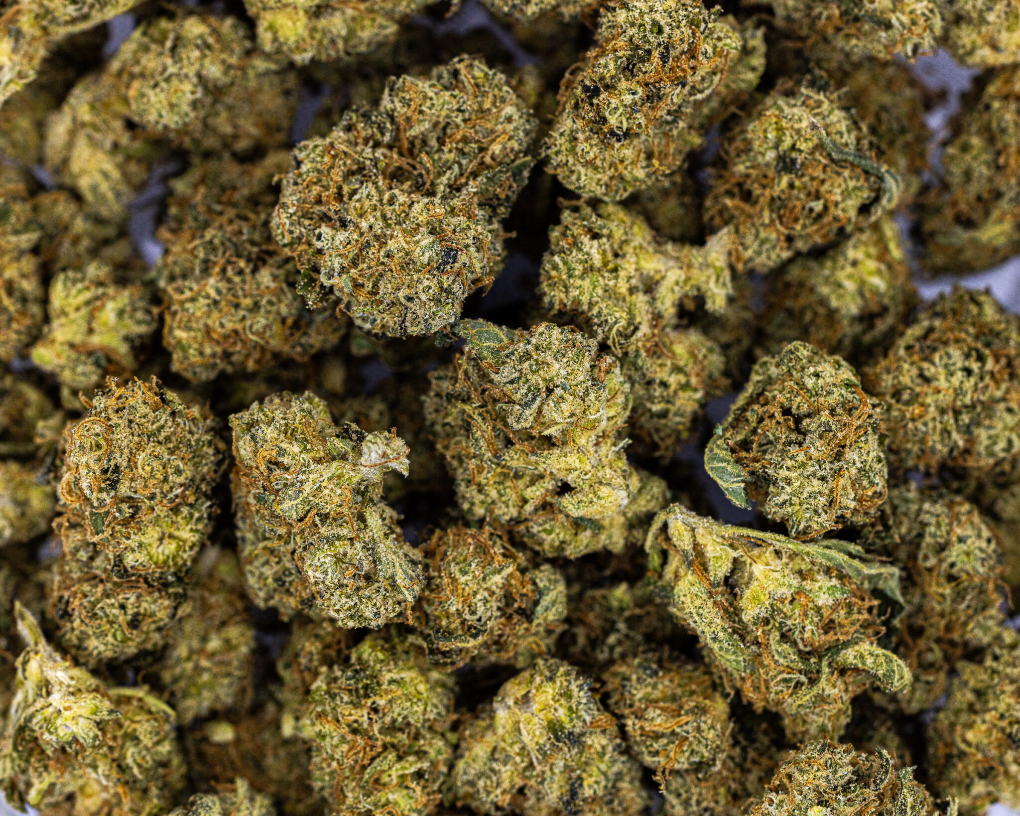 HYDROTIC-EXOTIC-FLOWER-14G-JACK-HERER4