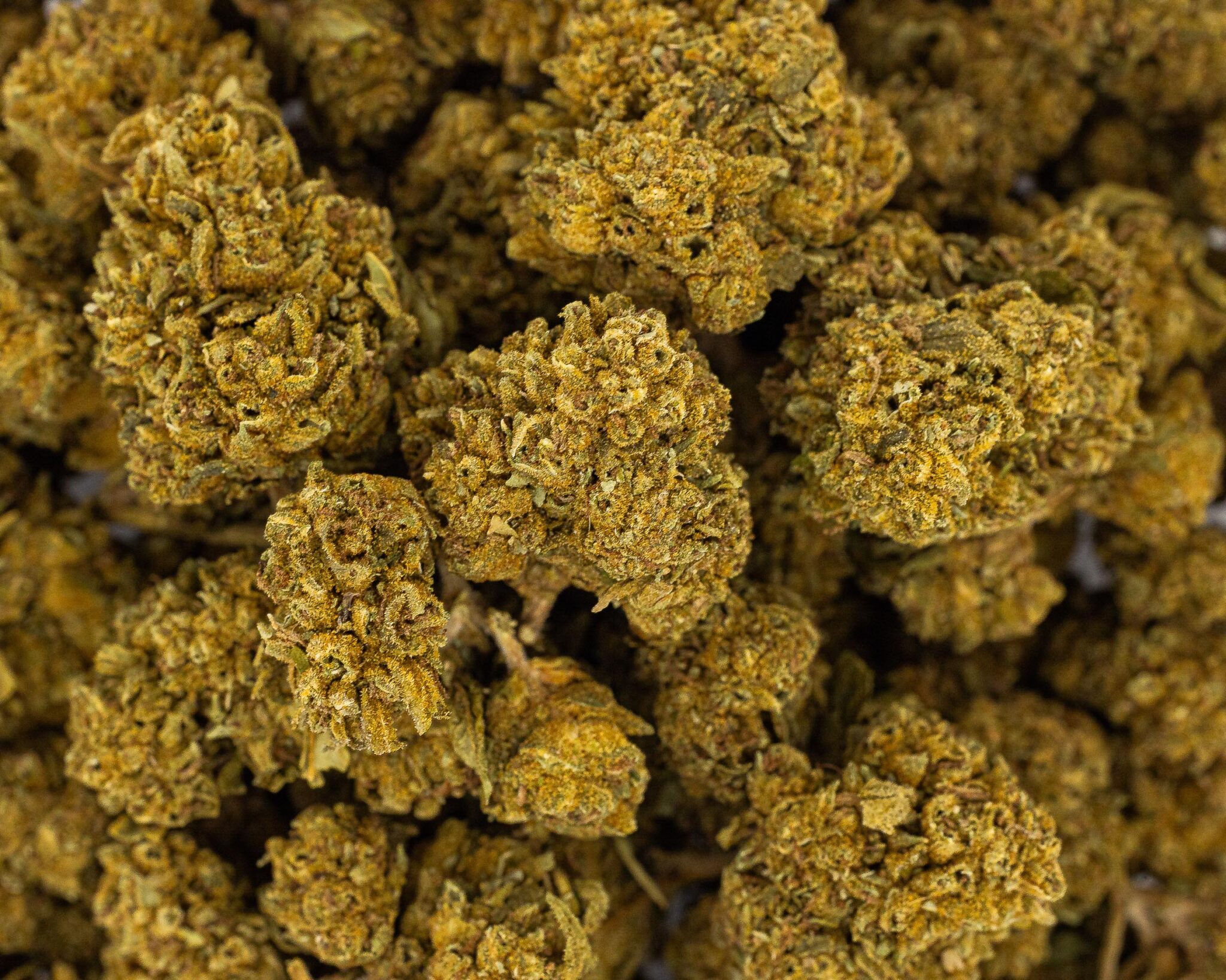 IN-HOUSE-FLOWER-28G-RUNTZ-S-H-1