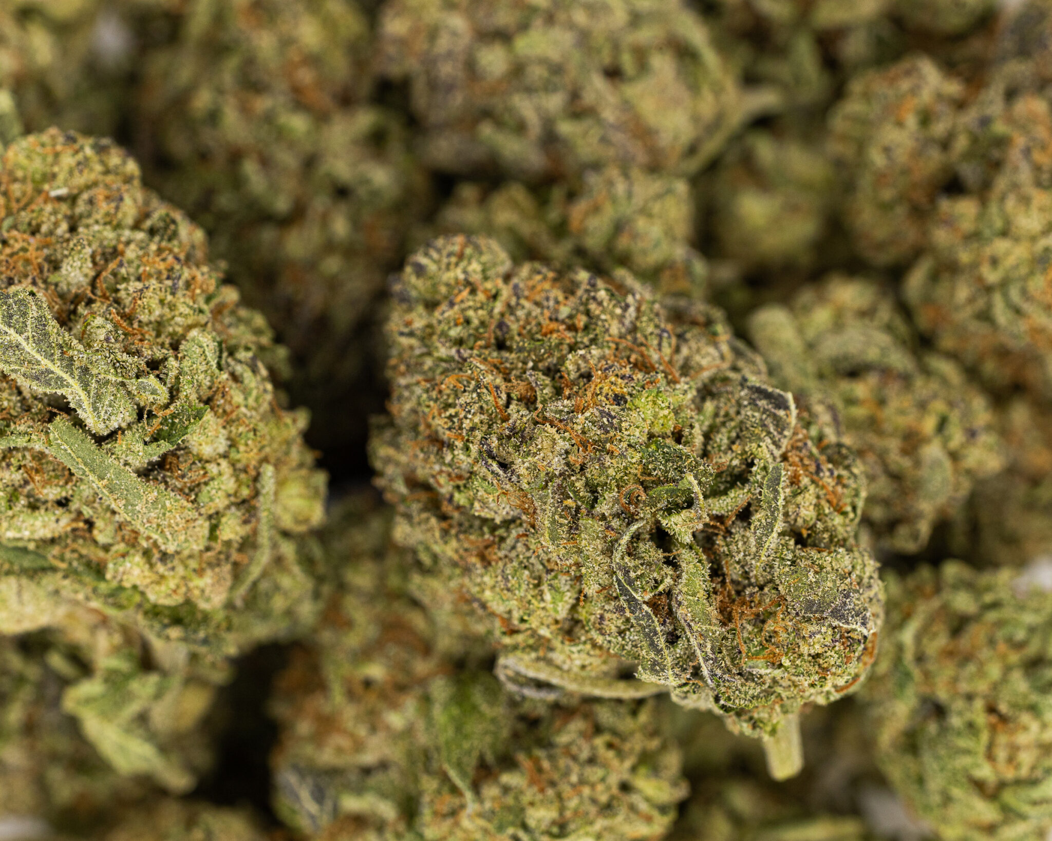 JACK-FLASH-IN-HOUSE-FLOWER-14G-BLACK-CHERRY-GELATO1