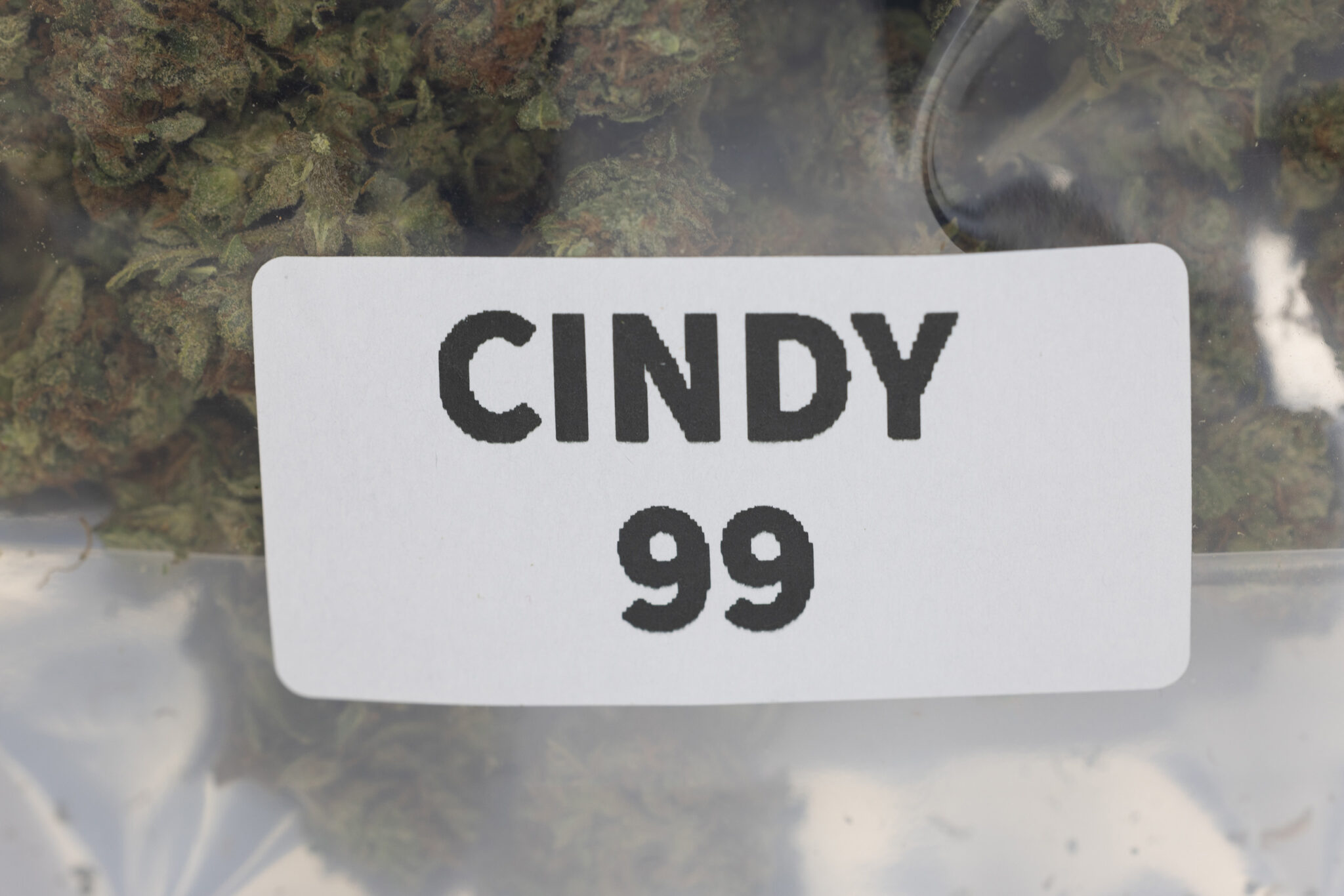 JACK-FLASH-IN-HOUSE-FLOWER-28G-CINDY-99X-1