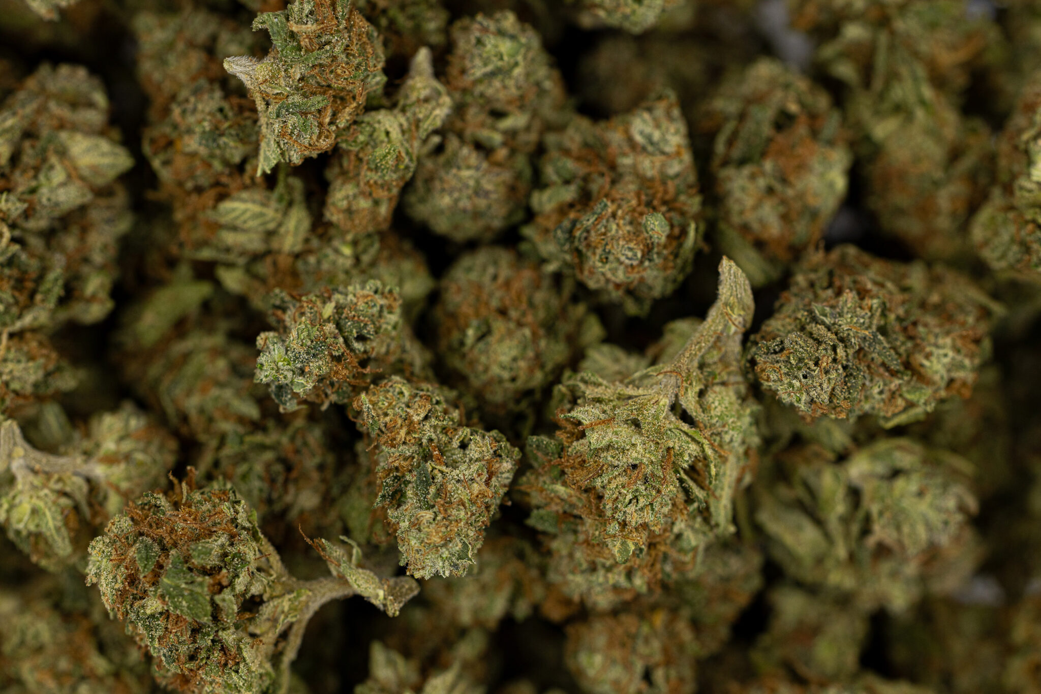 JACK-FLASH-IN-HOUSE-FLOWER-28G-CINDY-99X-17