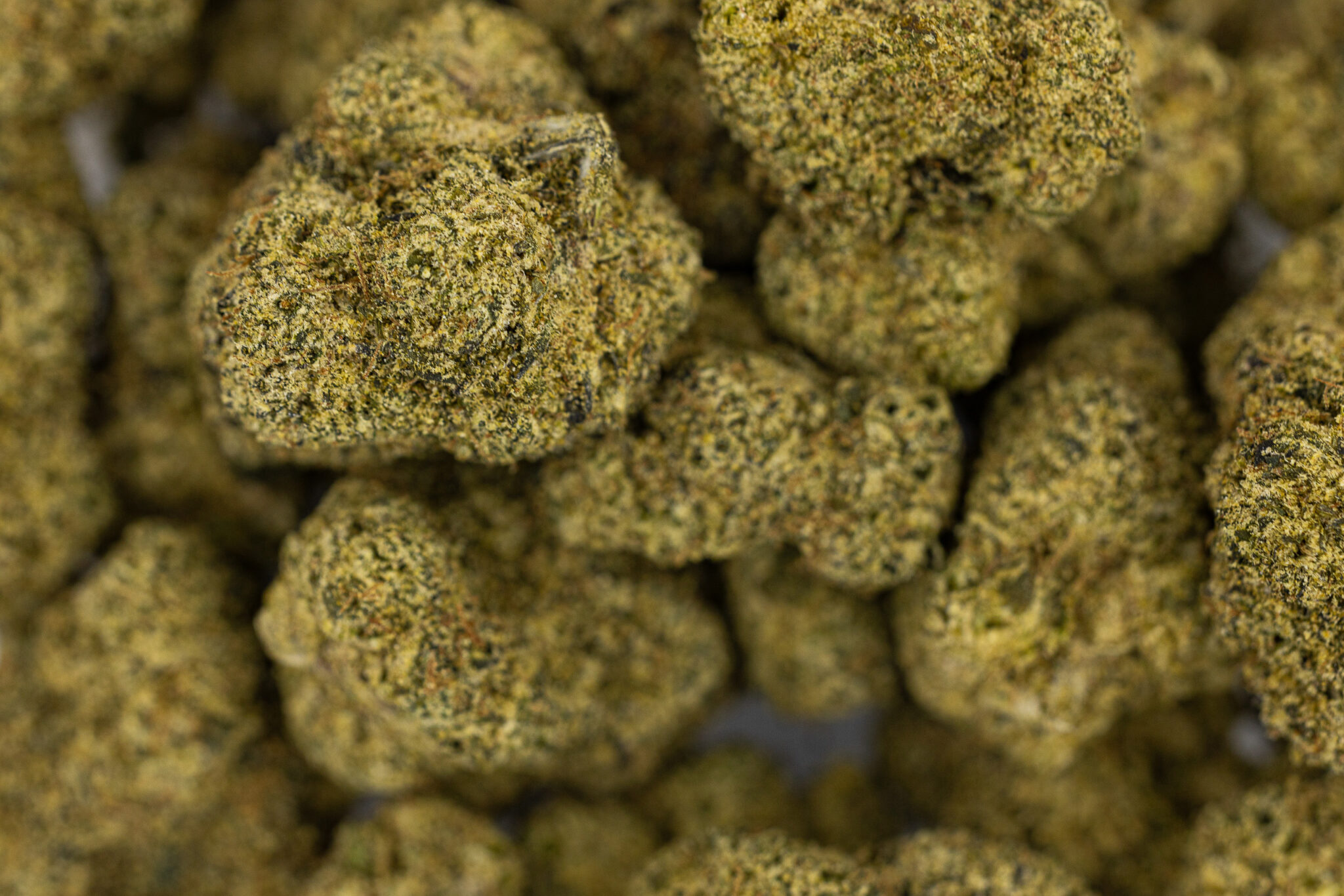 JACK FLASH IN HOUSE FLOWER 28G ZUSHIX-14 JACK-FLASH-IN-HOUSE-FLOWER-28G-ZUSHIX-14