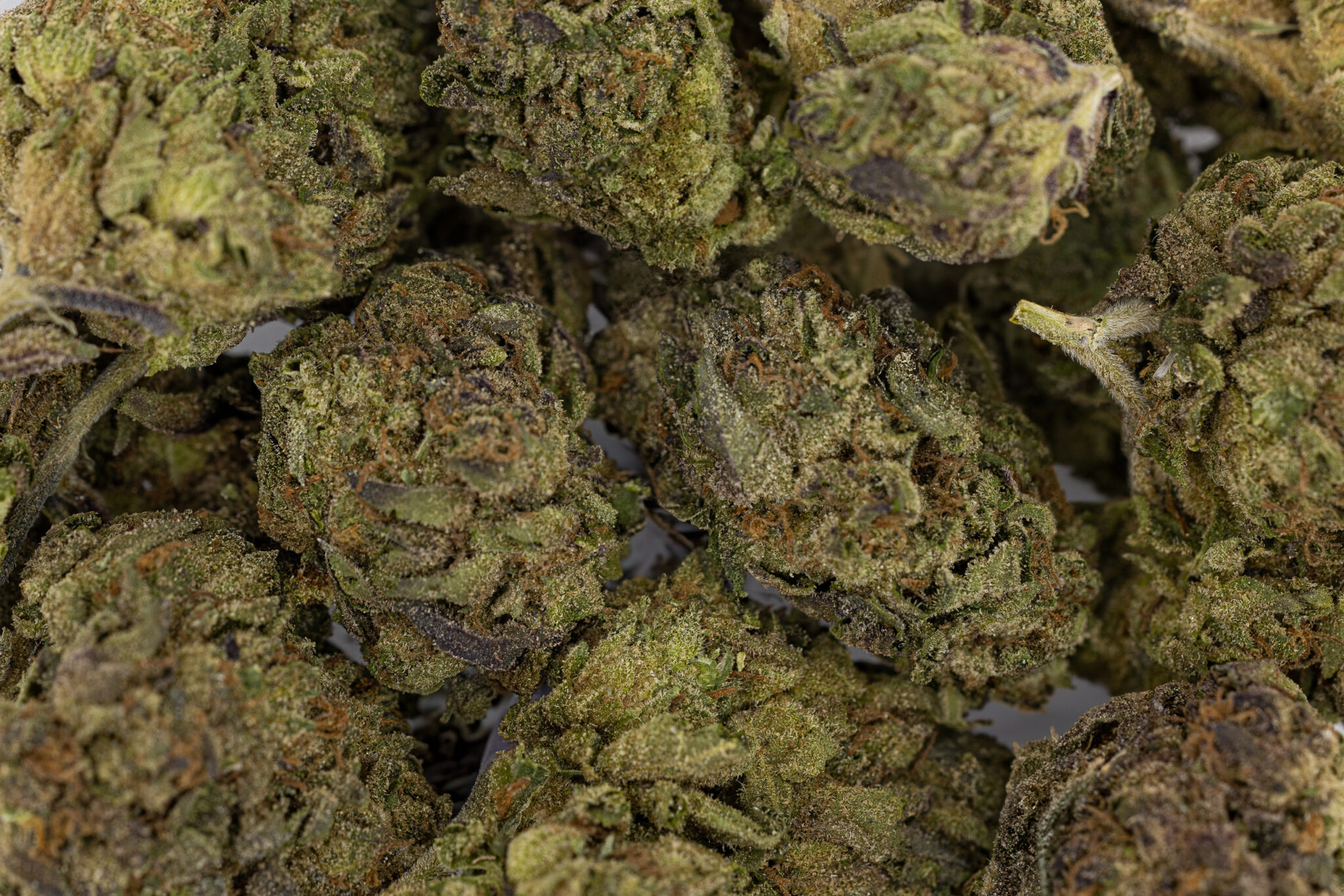 JACK-FLASH-IN-HOUSE-FLOWER-14G-ORANGE-CANDYX-11