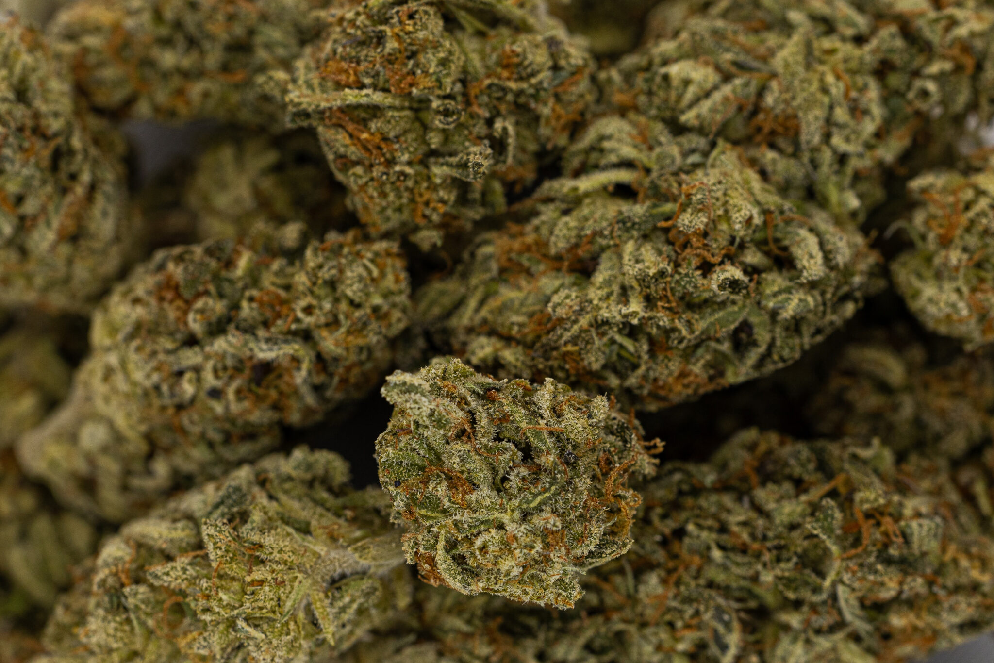 JACK-FLASH-IN-HOUSE-FLOWER-14G-ORANGE-TANGX-4