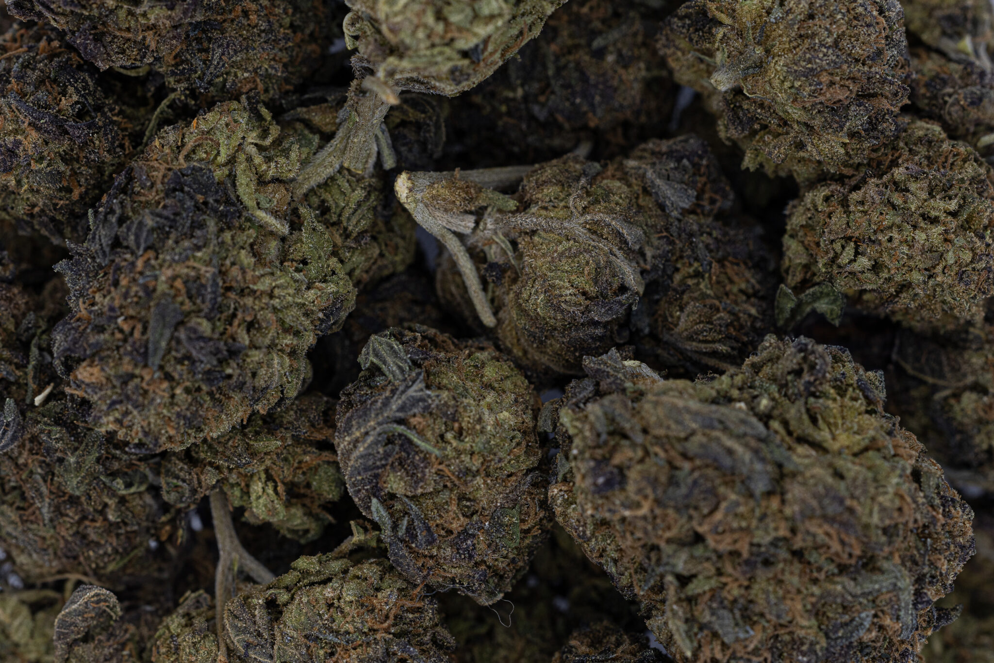 JACK-FLASH-IN-HOUSE-FLOWER-28G-PURPLE-DREAM-50 50X-14