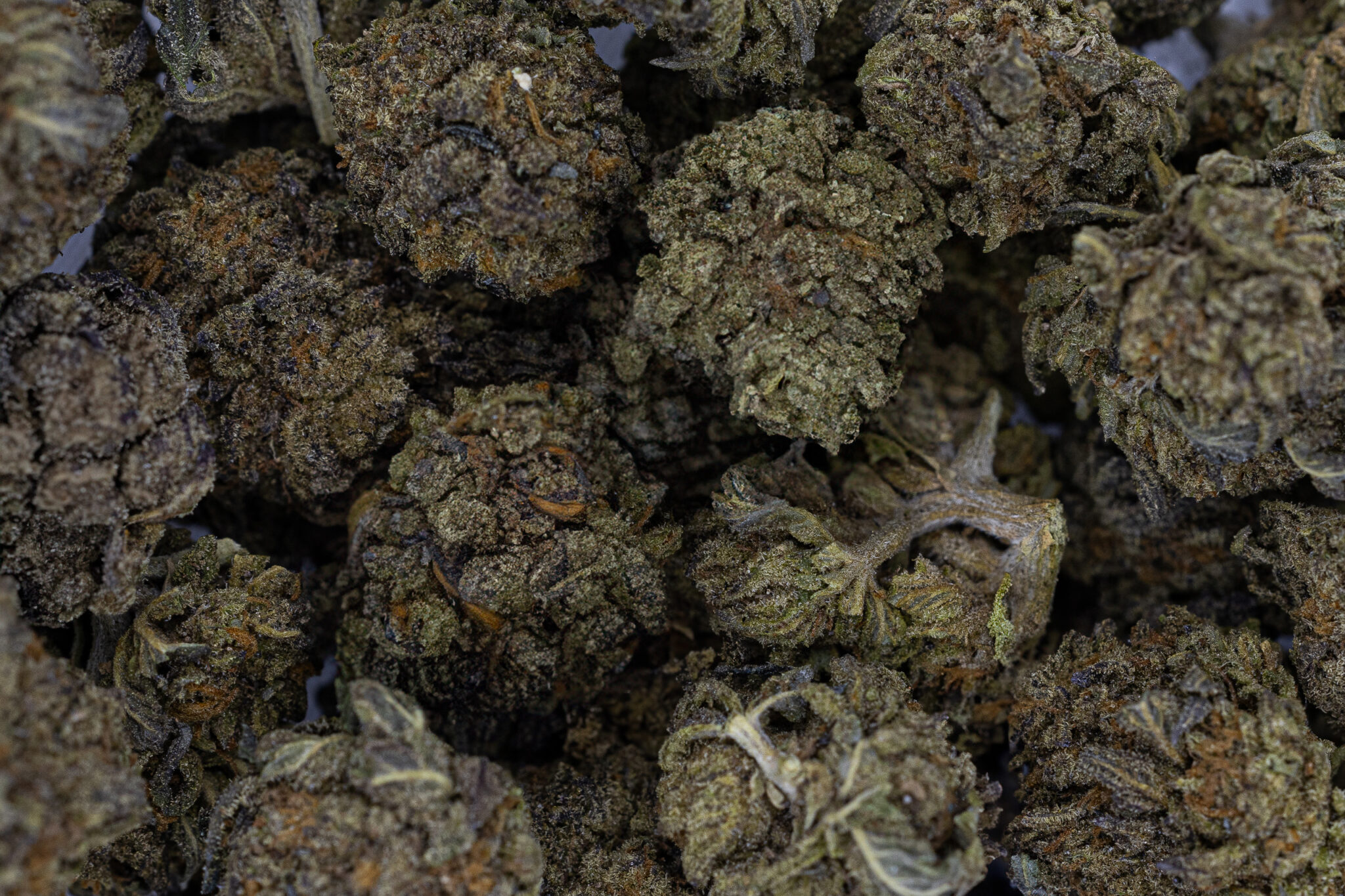 JACK-FLASH-IN-HOUSE-FLOWER-28G-COSMIC-CRISP-HYBRIDX-11