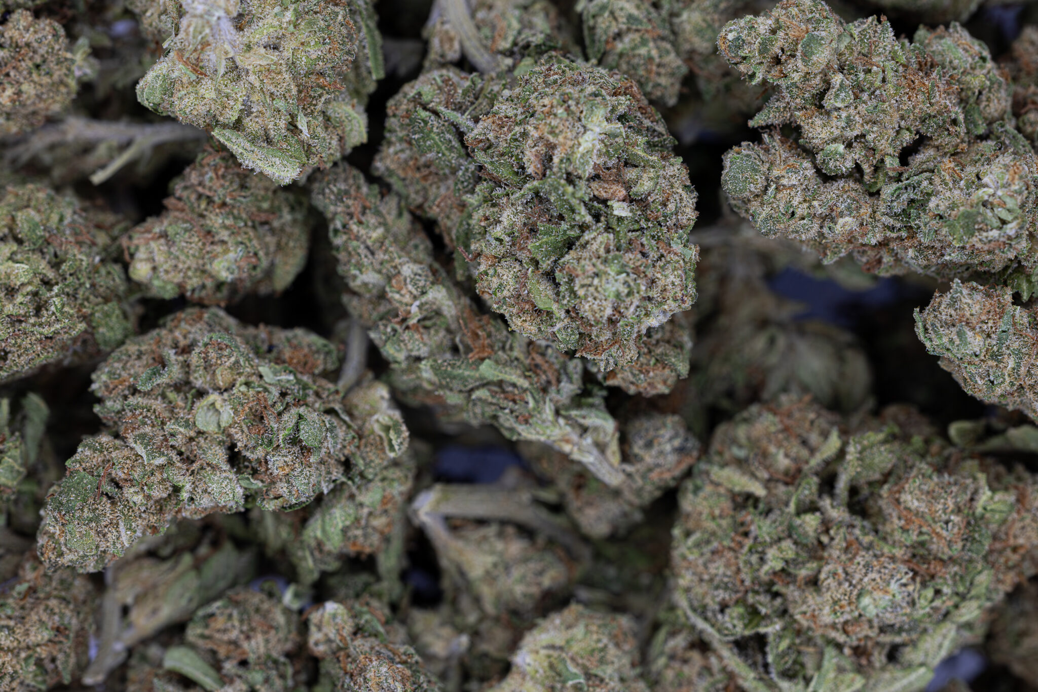 JACK-FLASH-IN-HOUSE-FLOWER-28G-MENAGE-INDICA-HYBRIDX-20