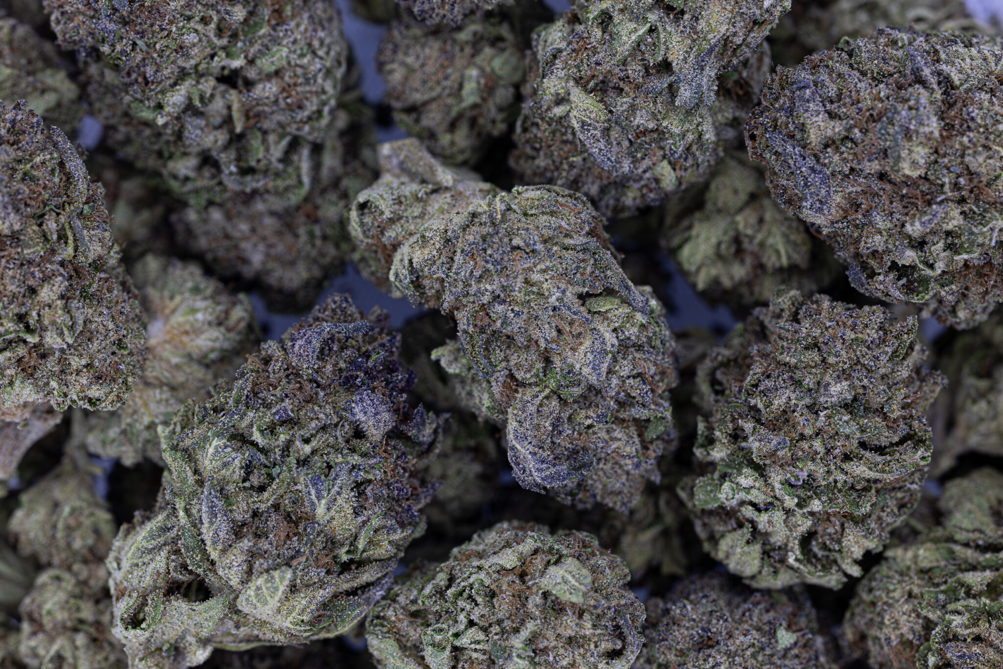 JACK-FLASH-IN-HOUSE-FLOWER-28G-WHITE-TRUFFLE-INDICA-HYBRIDX-17