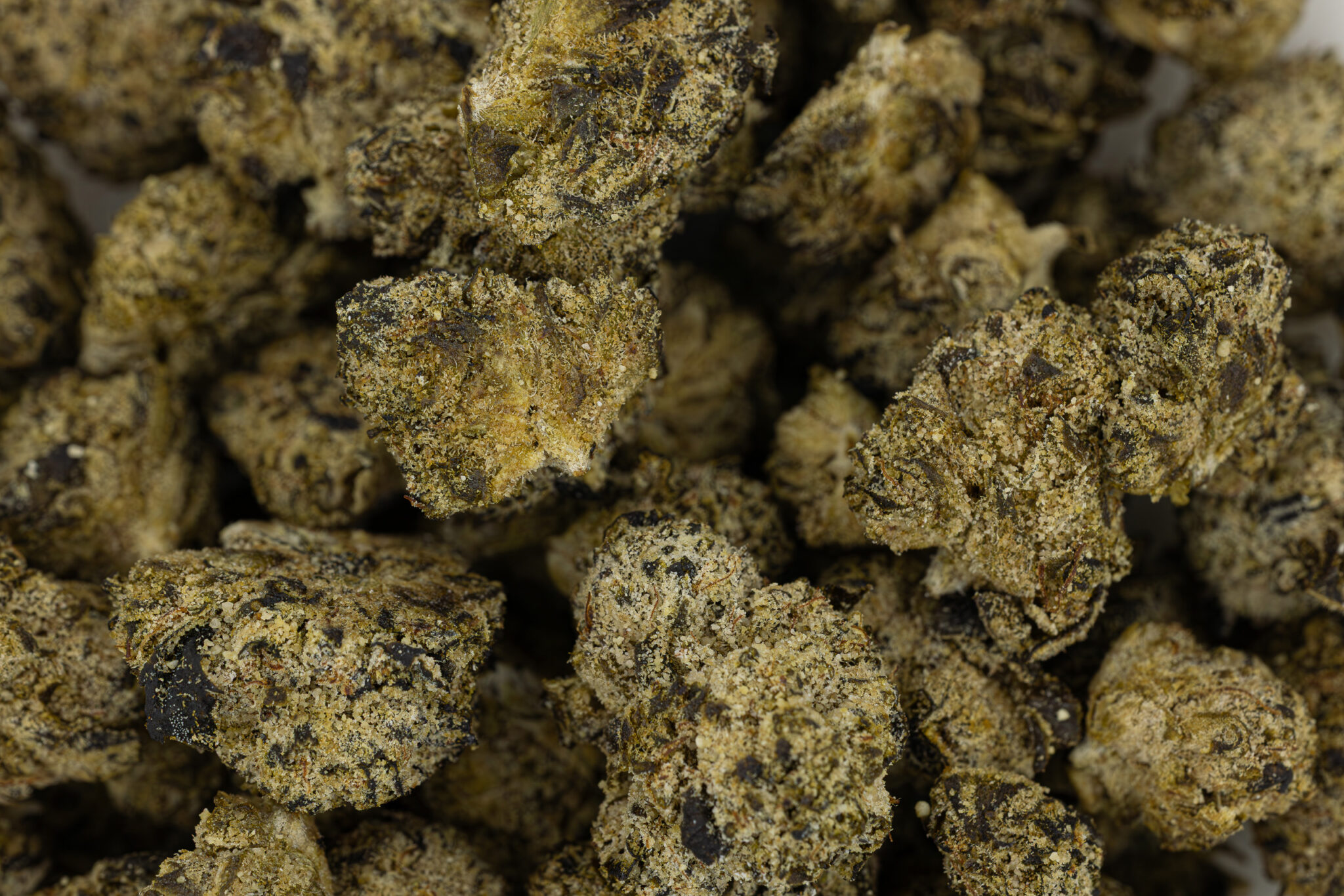 JACK-FLASH-IN-HOUSE-FLOWER-14G-BISCOTTIX-8