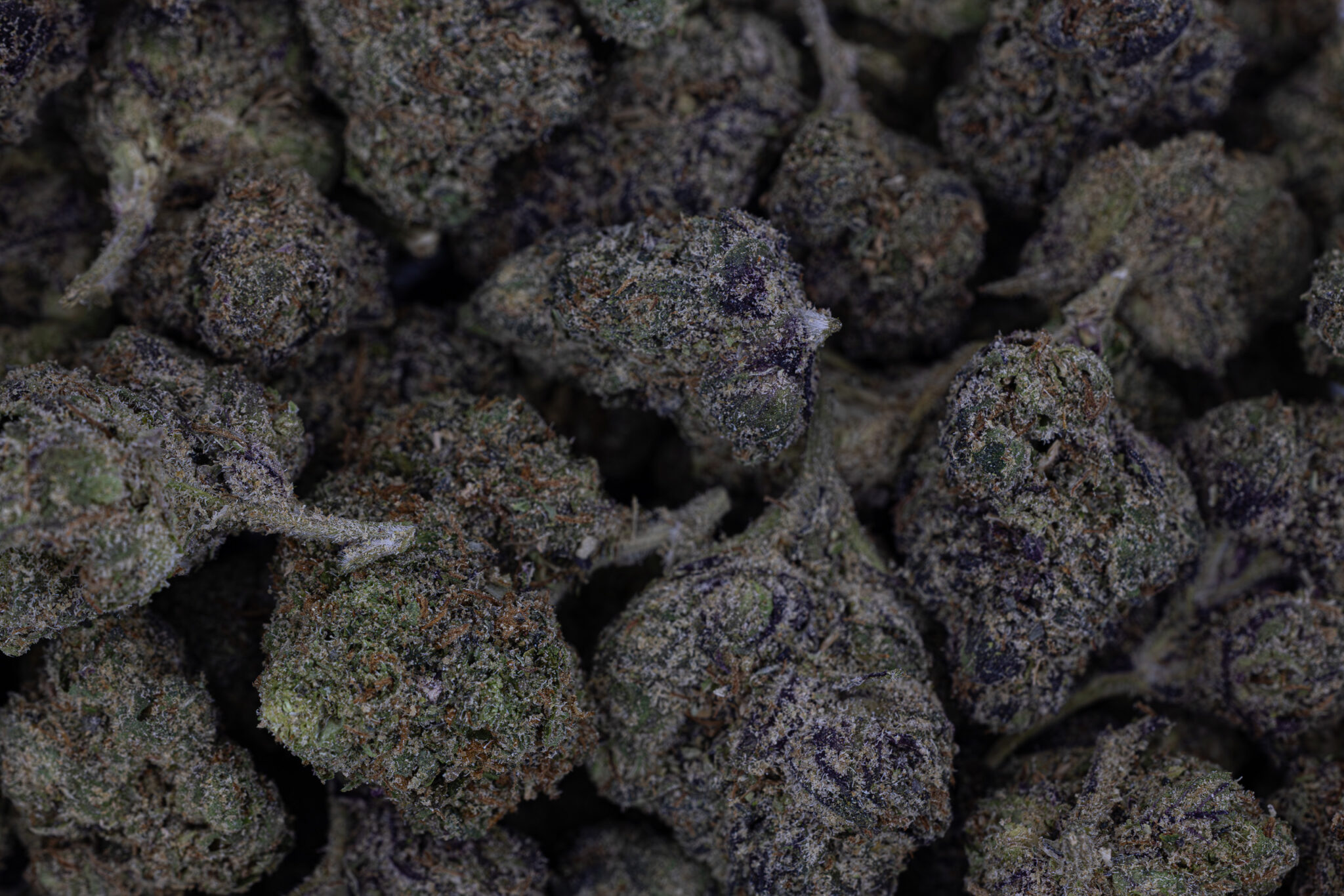 JACK-FLASH-IN-HOUSE-FLOWER-28G-TEA-TIMEX-8