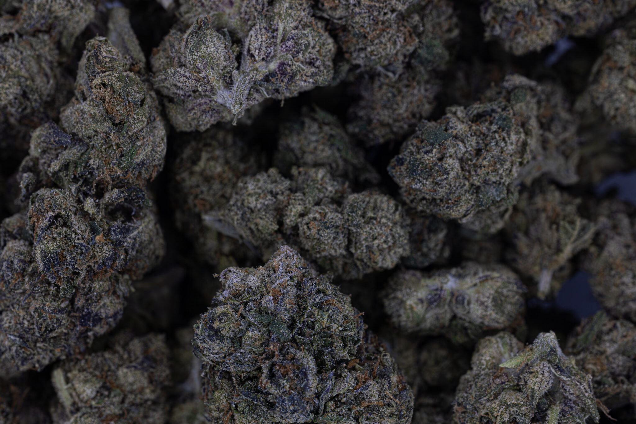 JACK-FLASH-IN-HOUSE-FLOWER-28G-LEMON-CHERRY-GELATOX-5