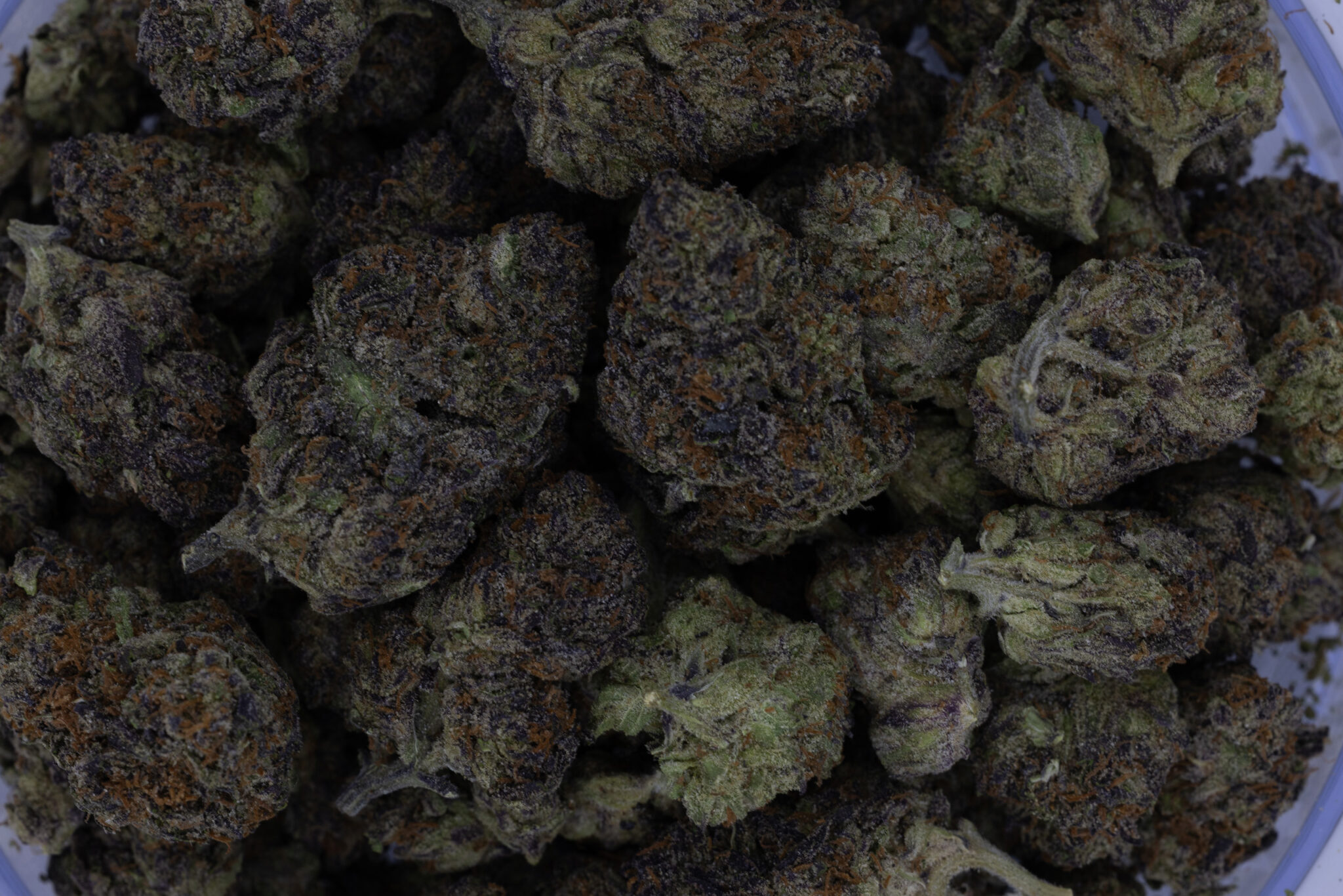 EDITTED-JACK-FLASH-IN-HOUSE-FLOWER-28G-MULE-FUELX-11-1